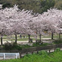 満開の桜に囲まれたBBQ広場