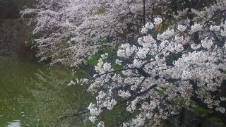 満開見事な桜