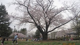 サクラの頃は、若い家族連れで賑わいます。