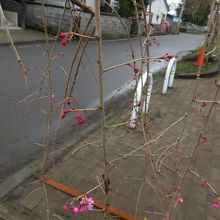 植樹したての栃木県の桜。これだけ咲いている！