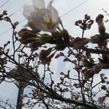 少し咲いている！