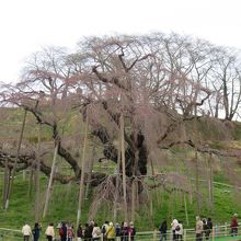 ツアーバスが次々と客を運び込んでいる！