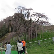 立派な樹だ。