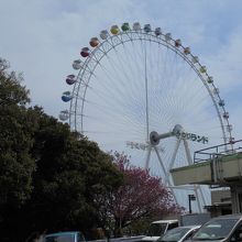 八重桜と遊園地の大観覧車