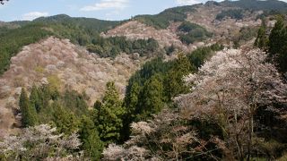 吉野山の桜、一目千本