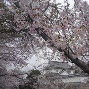 桜がキレイ過ぎる！【水口城跡】