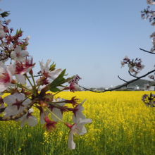 菜の花と桜