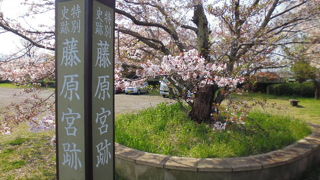 きれいな菜の花