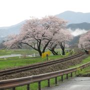 春・・・桜並木が綺麗でした