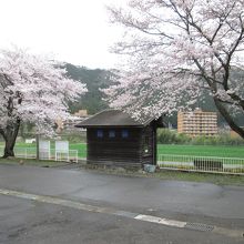 駅と桜と春雨