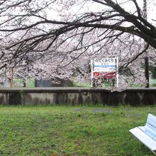 桜飾りのホーム