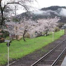 桜飾りの線路
