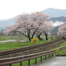春雨と桜と駅舎と線路
