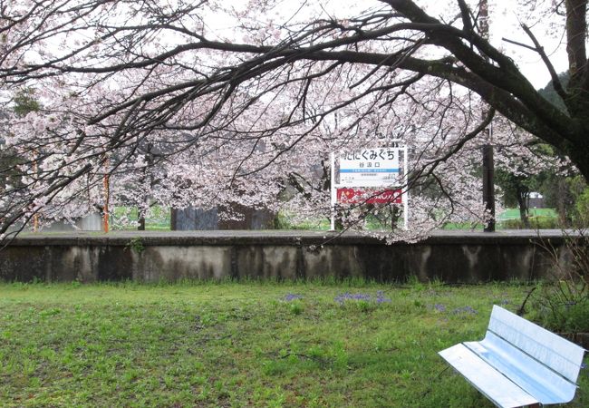 雨に群れた桜が綺麗でした