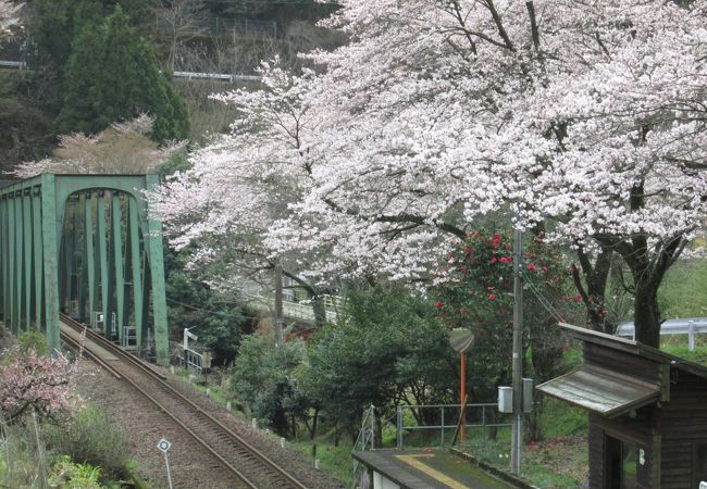 雨に濡れた駅と桜