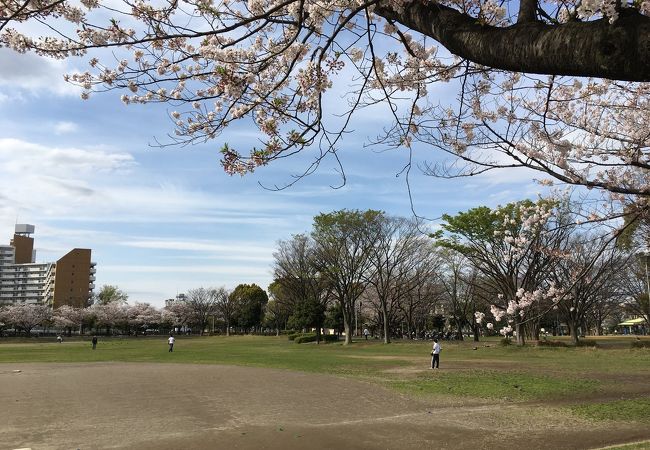 新小岩公園 クチコミ アクセス 営業時間 新小岩 小岩 フォートラベル