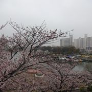 桜が満開の美しい景観