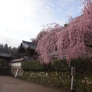 しだれ桜がステキです