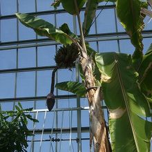 バナナの花や実も見られました。