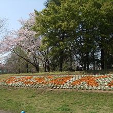 桜の花見もできます