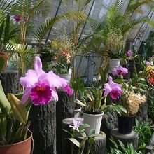 きれいな蘭の花