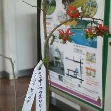 「ミッキーマウスツリー」の花も見られました