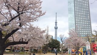 錦糸町駅前の錦糸公園の桜