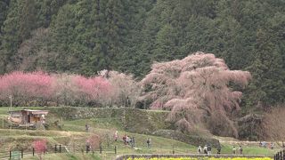 桜と石垣がみごとです