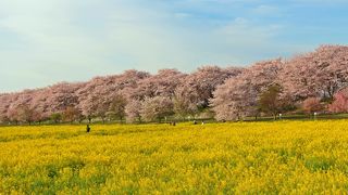 【車でアクセスする方への情報】桜祭りの期間でも、駐車場の利用料金の要らない時間帯は、春色トリコなひと時