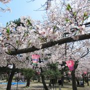 桜満開！