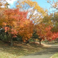 園内は紅葉が見頃でした