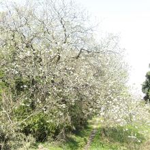 尾根道の上まで伸びる大島桜の枝