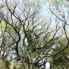 三叉路の大島桜の巨木