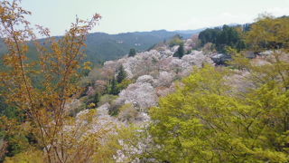 桜がきれいです