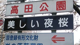 2017年４月16日現在、桜は散る傾向にあります