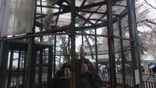 ニホンザルだけです