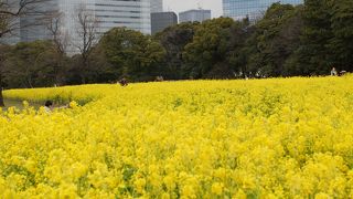 菜の花はちょっと遅かったが都会では見応えのある場所です。