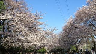 都内の広々した公園で、花見も。