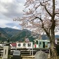 その名の通り 淡い桜色が墨絵のようです。