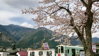 その名の通り 淡い桜色が墨絵のようです。