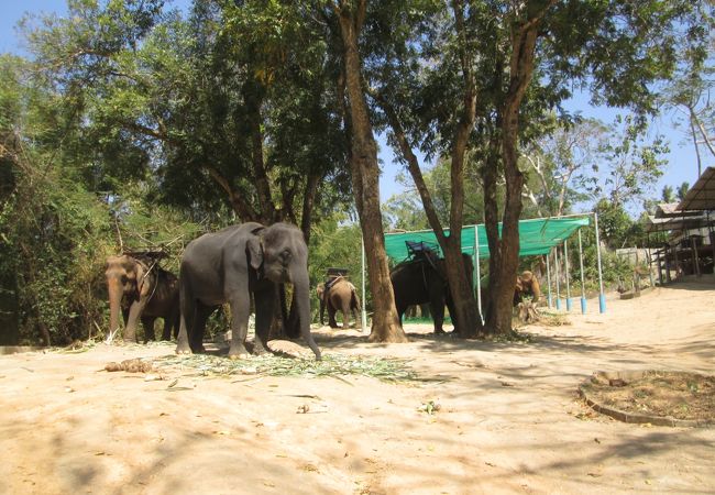 Taweechai Elephant Camp