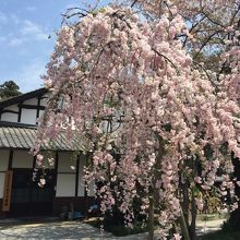 光恩寺の桜