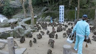 飼育員さんの解説にも注目