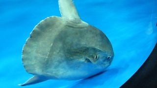 お目当ての`マンボウ`はいましたョ！