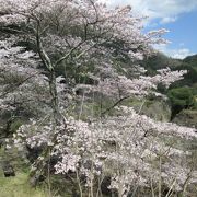 桜飾り