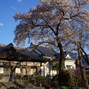 境内ではちょうど桜が満開