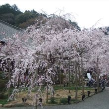 毘沙門堂の見事な枝垂桜です。
