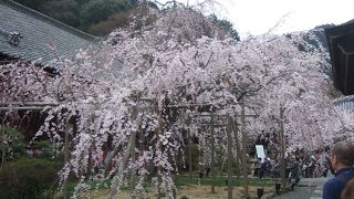 見事な枝垂れ桜が出迎えてくれます。