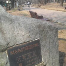 桜はまだでしたが他の見どころも色々でした