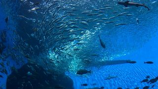 仙台に水族館